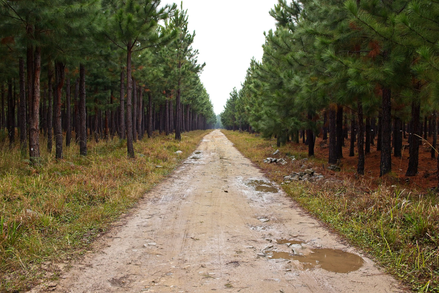 Silvicultura e Planejamento Florestal: A Base para um Reflorestamento Sustentável